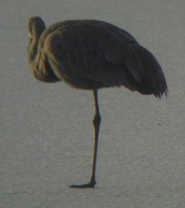 Sandhill Crane on lake ice at Lake Ethel, Derry PA.