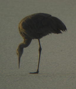 Sandhill Crane on lake ice at Lake Ethel, Derry PA.