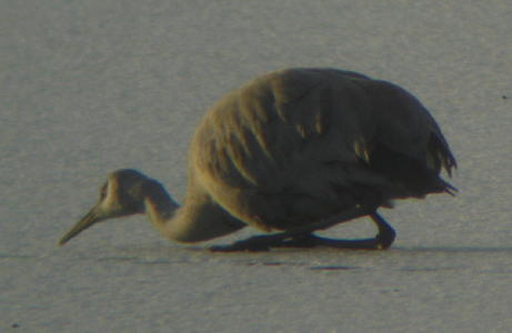 Sandhill Crane on lake ice at Lake Ethel, Derry PA.