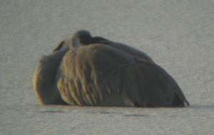 Sandhill Crane on lake ice at Lake Ethel, Derry PA.