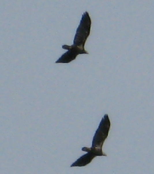 Bald Eagle 2 immature seen from bridge #2 at Bow Ridge east, Conemaugh River Lake