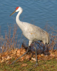 Sandhill Crane at Lake Ethel, Derry PA.