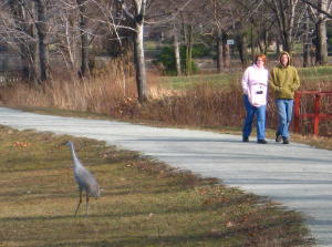 Sandhill Crane at Lake Ethel, Derry PA.