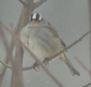 White-crowned Sparrow near Crabtree