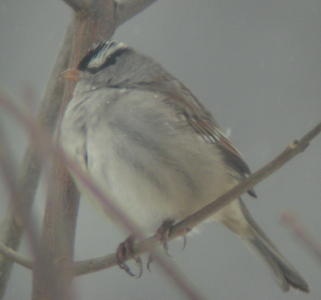 White-crowned Sparrow near Crabtree