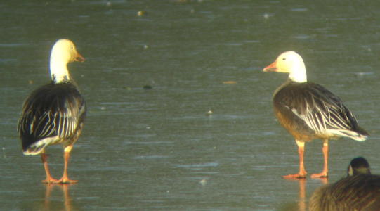 Blue Snow Goose at Lake Ethel in Derry