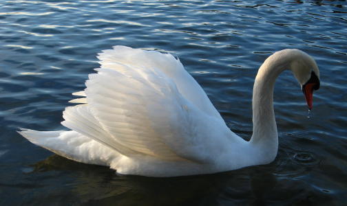 Mute Swan at Lake Ethel, Derry