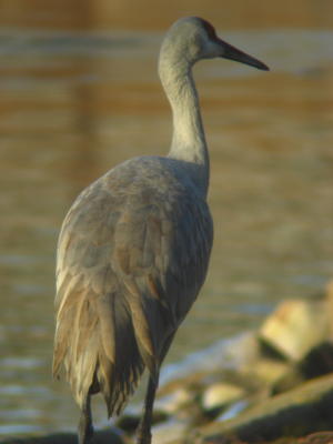 Sandhill Crane at Lake Ethel, Derry