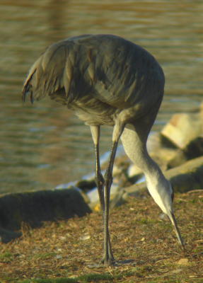 Sandhill Crane at Lake Ethel, Derry