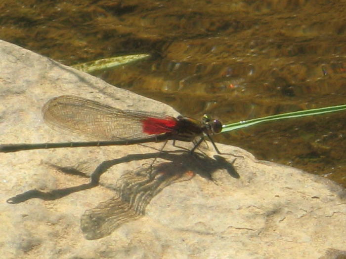 American Ruby Spot Damselfly