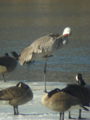 Sandhill Crane