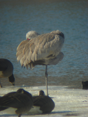 Sandhill Crane