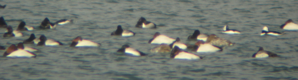 Raft of ducks at Lake Ethel in Derry PA, March 12 2008