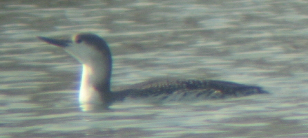 Red-throated Loon at Lake Ethel in Derry PA, March 12 2008