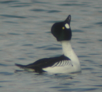 Common Goldeneye at Lake Ethel Derry PA, March 12 2008