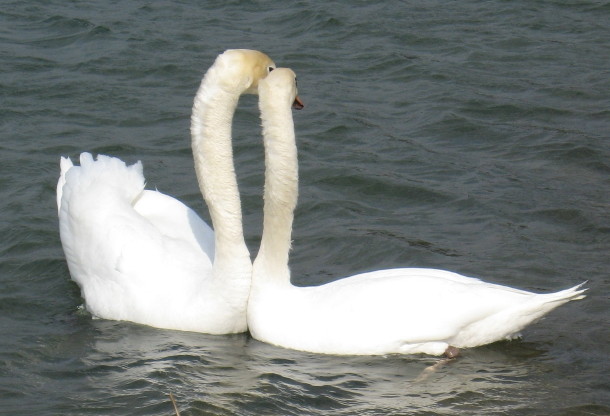 Mute Swan courting at Lake Ethel in Derry PA, March 13 2008