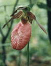 pink lady's slipper