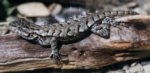 Fence Lizard