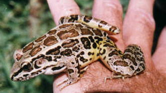 Pickerel Frog