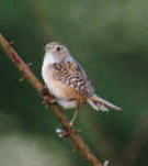 Sedge Wren