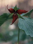 red trillium