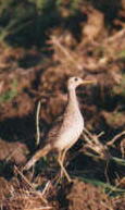 Upland Sandpiper