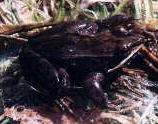 Wood Frog