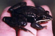 Wood Frog