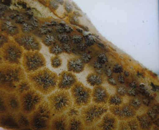 bryozoa-2005a.jpg