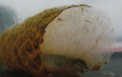 bryozoa-2005c.jpg